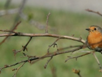2016-05-09 17h27m40 - Roodborstje in bos tegenover Usi uitgesneden - Gerda van der Meer